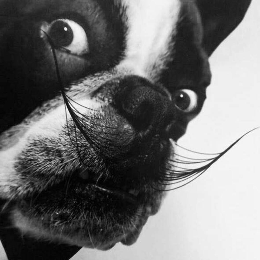 Meet your Posher, Niki